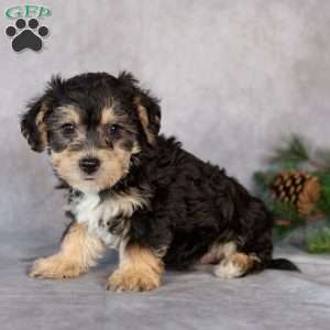 Flora, Yorkie-Chon Puppy